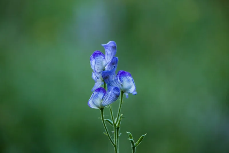 Aconitum Bicolor - Aconitum × cammarum 'Bicolor'