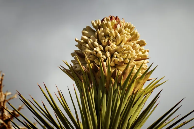 Agave Filifera - Agave filifera