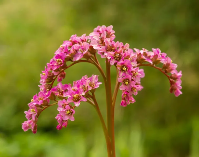 Bergenia Silberlicht - Bergenia 'Silberlicht'