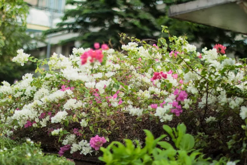 Bougainvillea - Bougainvillea spp.