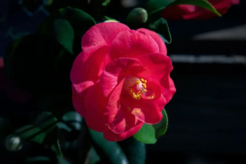 Camelia Sasanqua - Camellia sasanqua