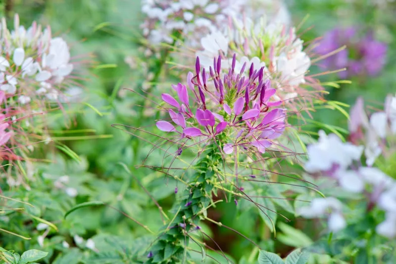 Cleome - Cleome hassleriana
