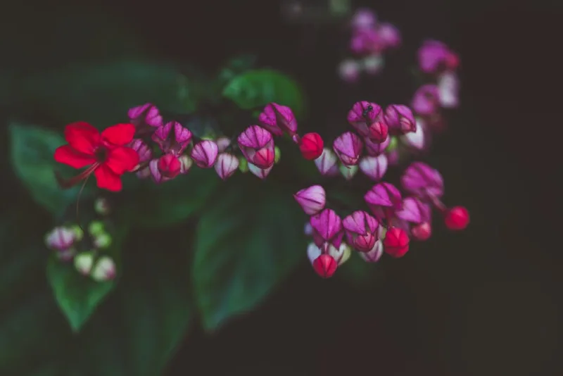 Clerodendrum Trichotomum - Clerodendrum trichotomum