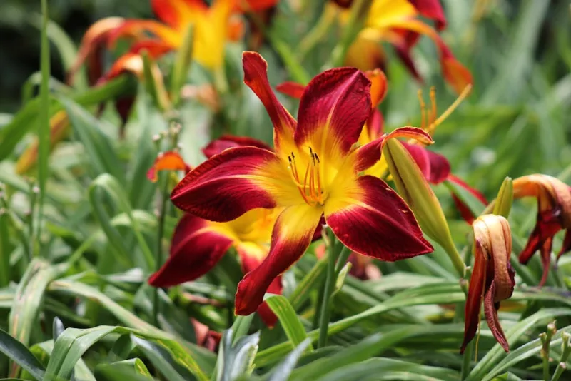 Emerocallide Chicago Apache - Hemerocallis 'Chicago Apache'