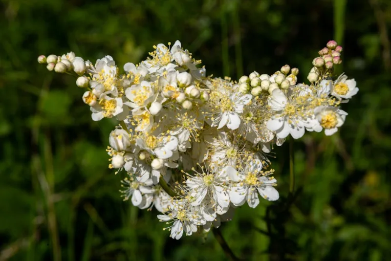 Filipendula Red Umbrellas - Filipendula rubra 'Venusta'