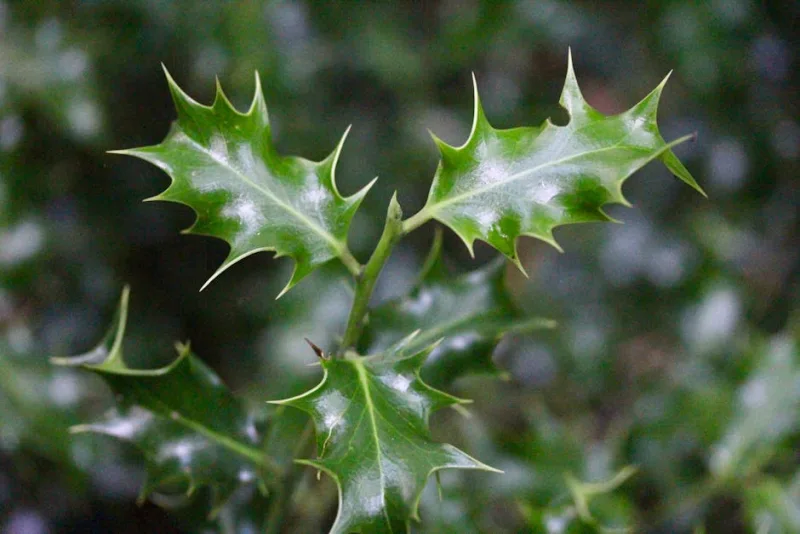 Ilex Crenata - Ilex crenata