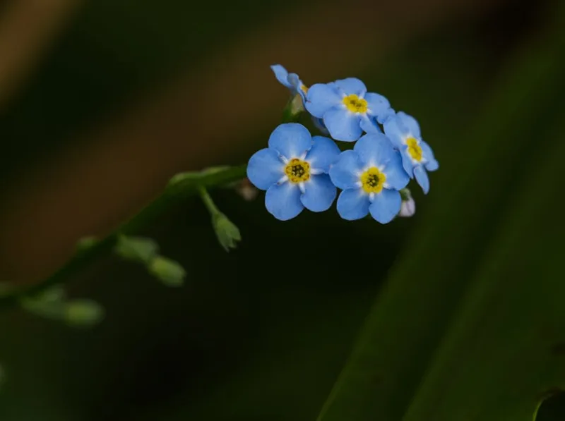 Myosotis Palustre - Myosotis scorpioides
