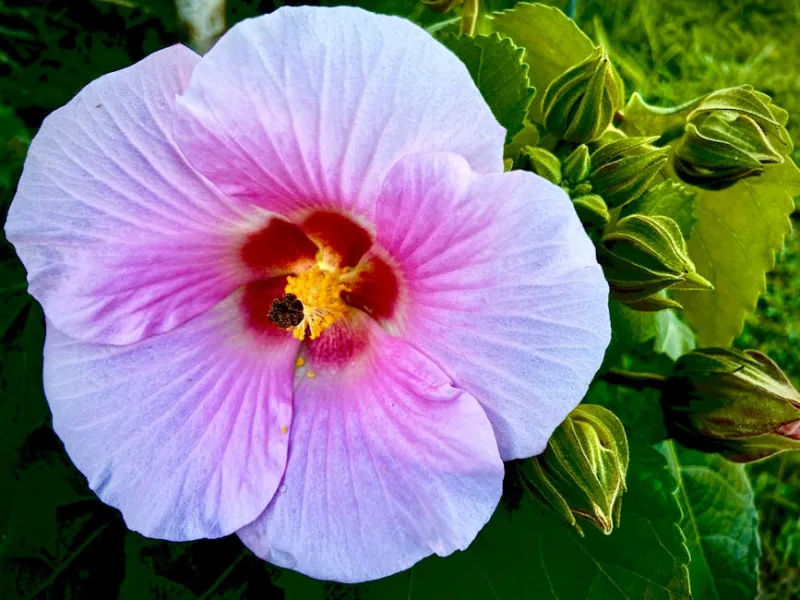 Sidalcea Malviflora - Sidalcea malviflora