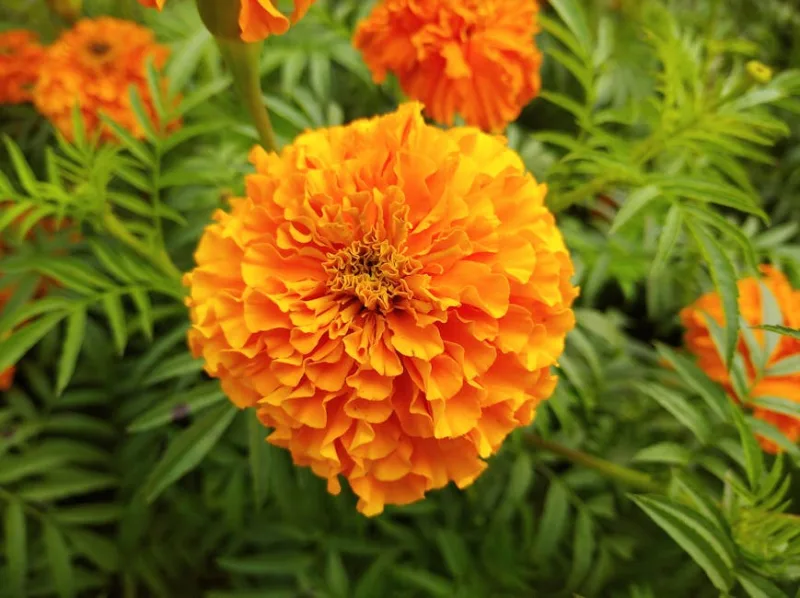 Tagete Bonanza - Tagetes patula 'Bonanza'