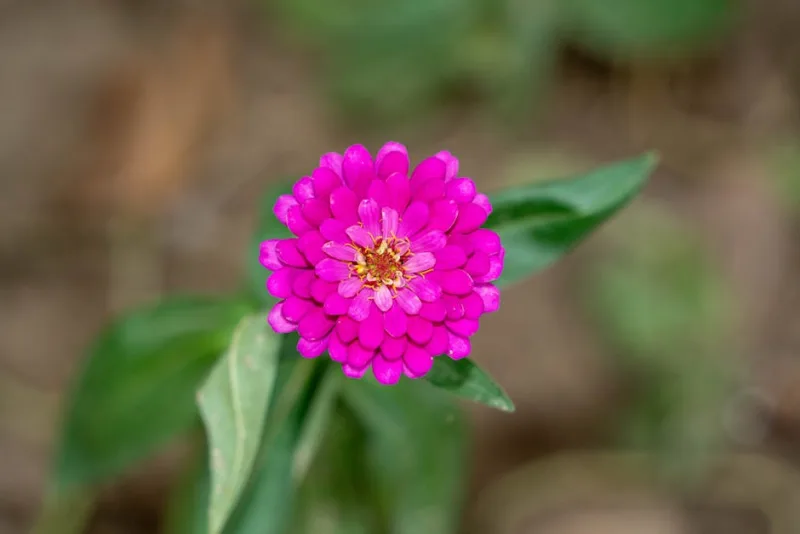 Zinnia Benary Giant - Zinnia elegans 'Benary Giant'